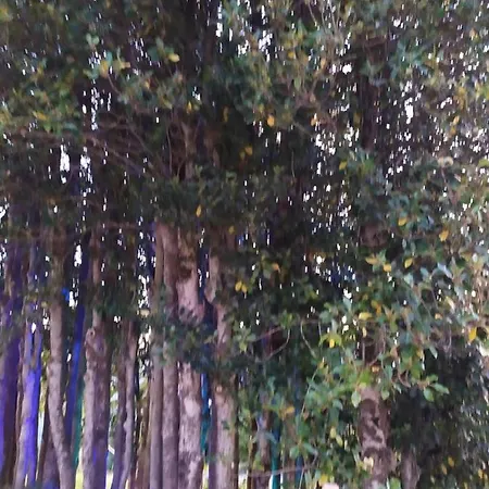 I Fiori Del Pollino -